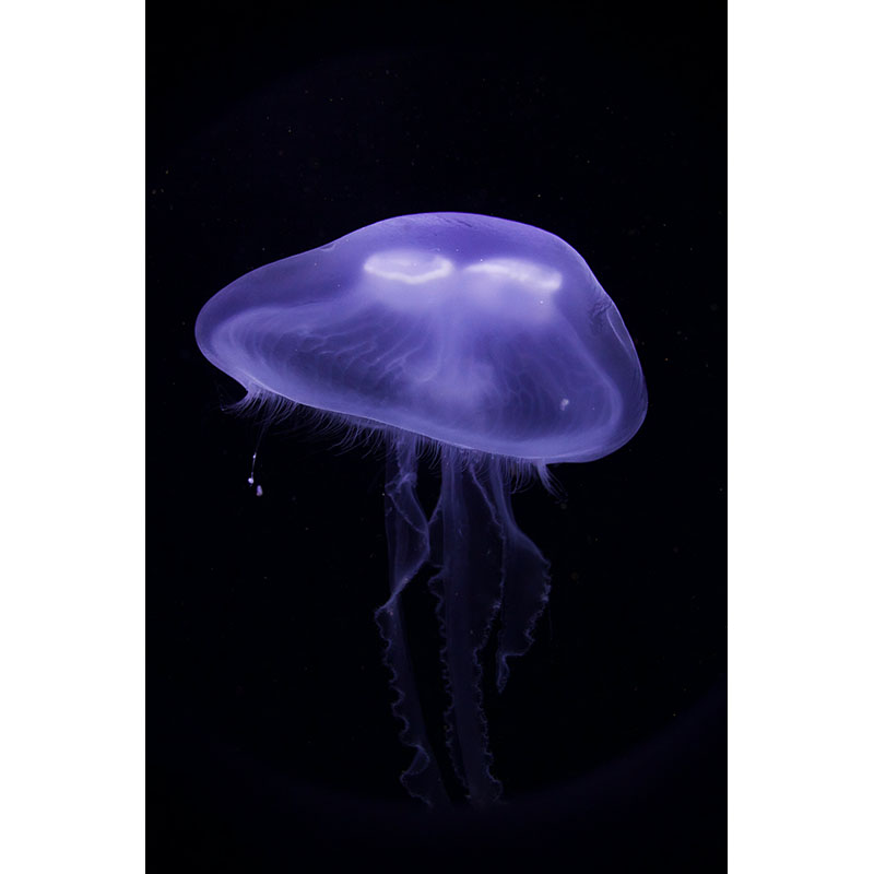 Πίνακας σε καμβά Jelly fish 2